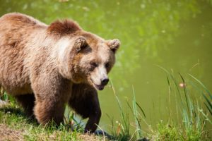 grizzly bear walking beside pond
