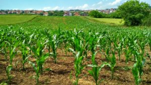 corn plant on field